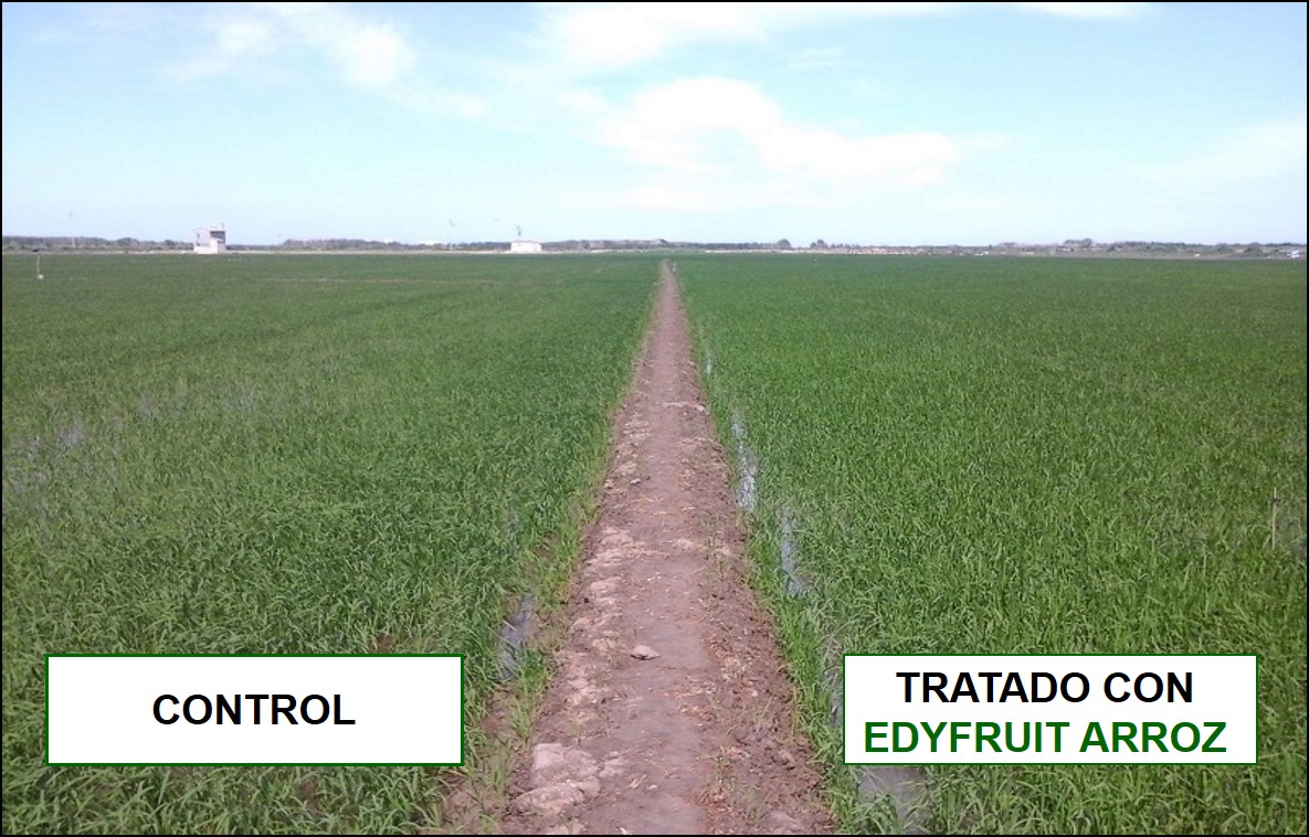 Comparation of rice plants treated with EDYFRUIT ARROZ and Control